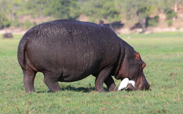 Hypo met ibis aan de kant van de Zambesi rivier.