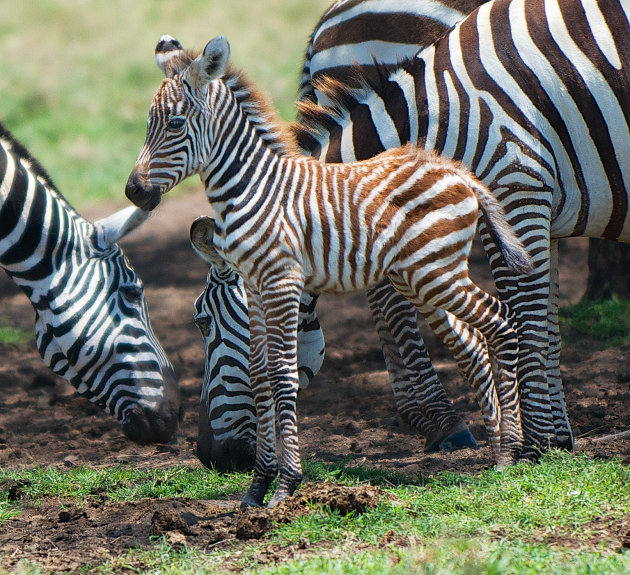 Jonge zebra