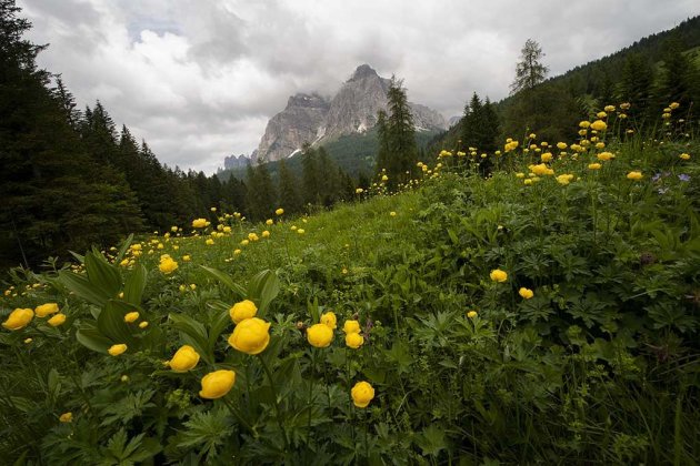 Yellow Flower Dots