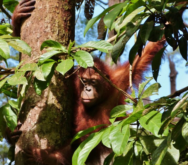 Man of the forest