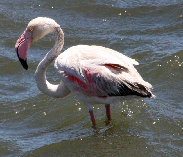 Flamingo.