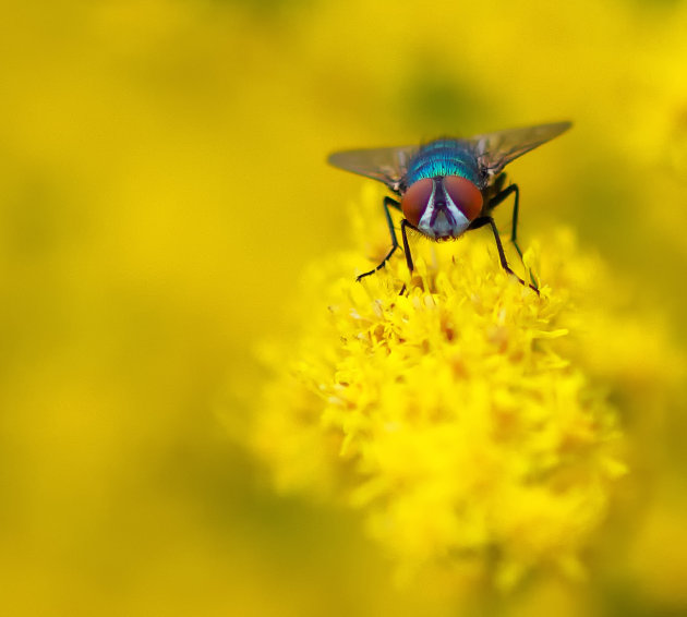 Vlieg - geel - bokeh - macro