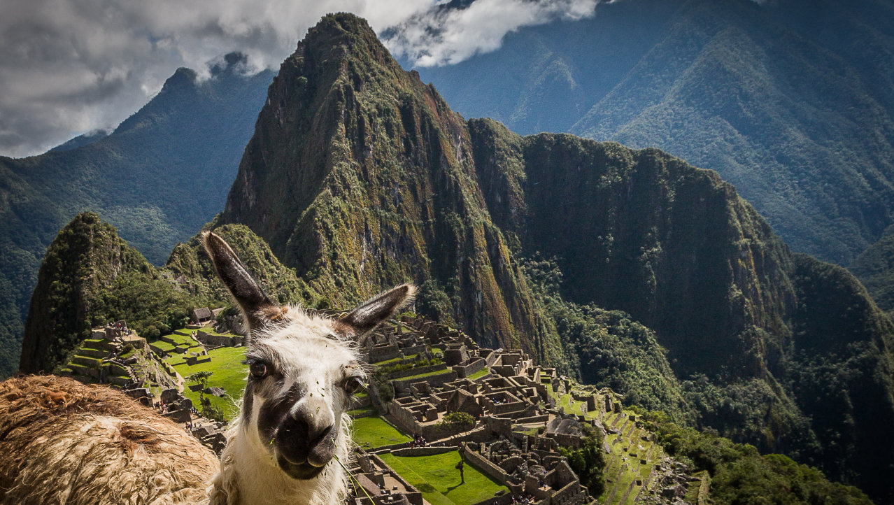 Lama @ Machu Picchu