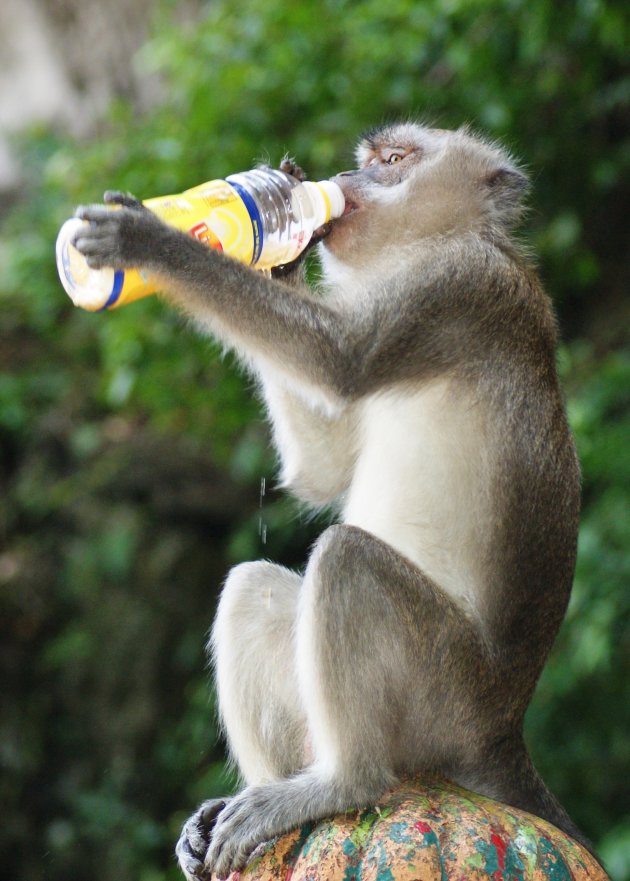 Lipton monkey
