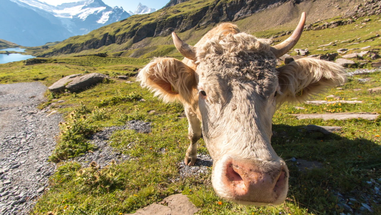 zwitserse koe