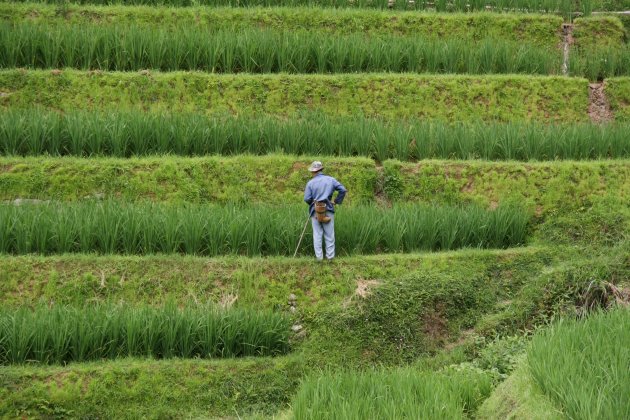 Ping an Werken in de rijstvelden