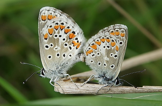 Nageslacht Vals Heideblauwtje