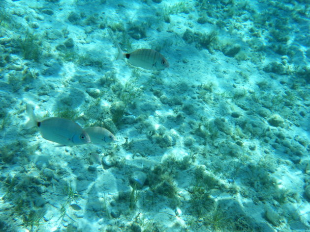 Zakynthos onderwaterfoto