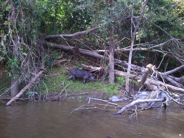 Tapir op de oever van de Zandkreek.