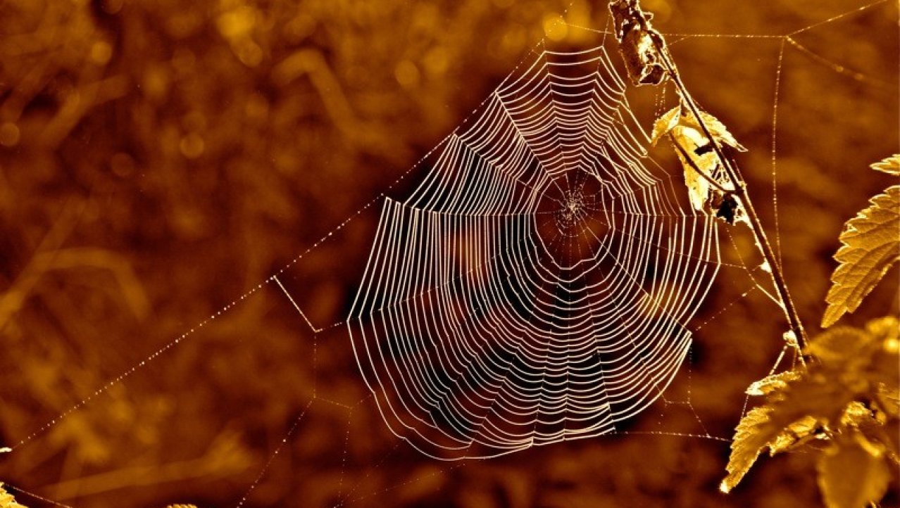 Een spinnenweb in de vroege morgen