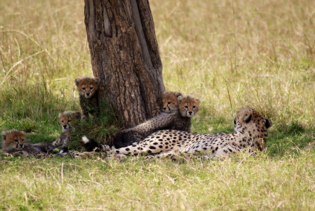 Cheetah moeder met 5 kleintjes
