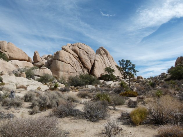 Joshua Tree