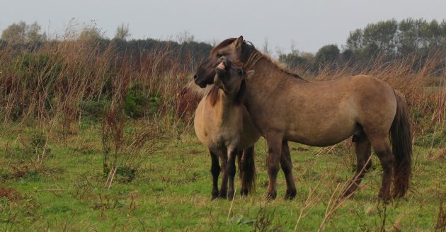 Verliefde Konikpaarden 