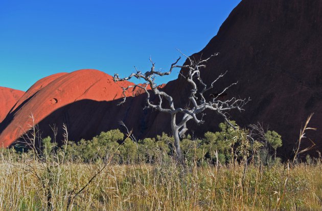 Wandeling rond Uluru