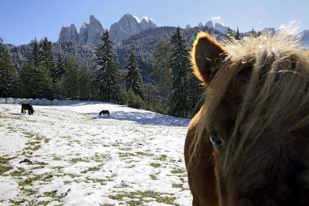 Paard in beeld