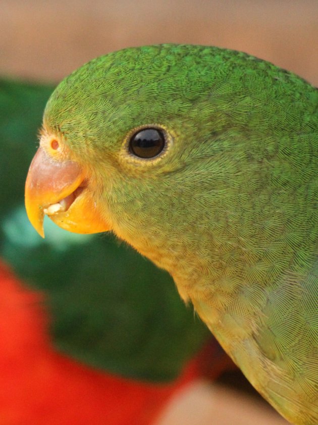 Kleurrijke papegaai 