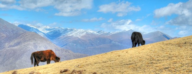 Jaks in de Himalaya