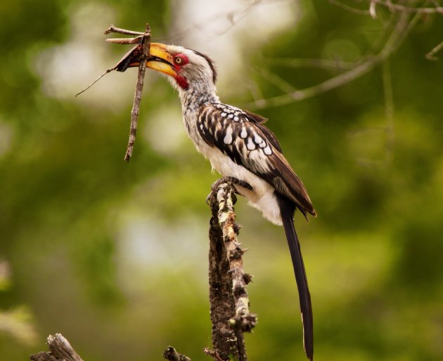 Yellow-Billed Hornbill met Praying Mantis