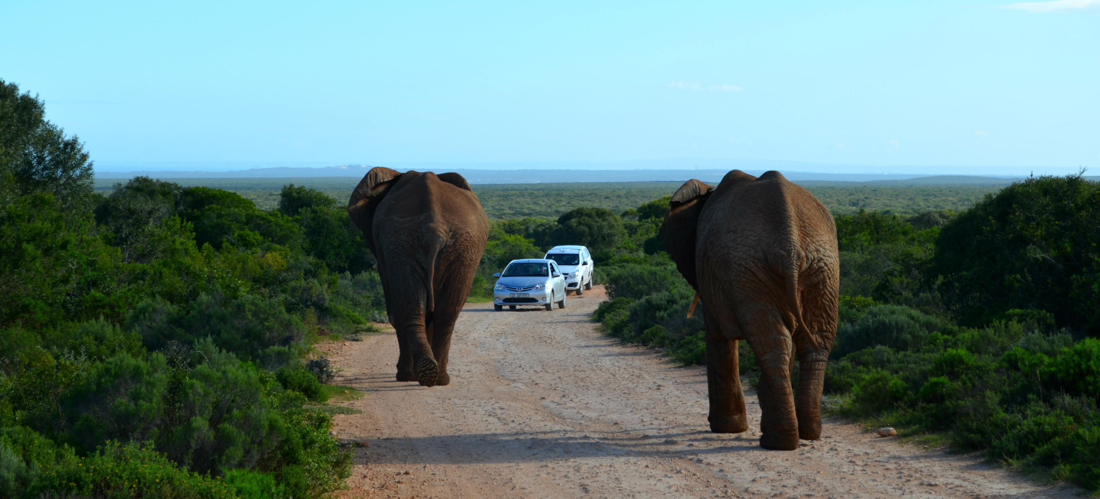 Addo NP - Elephant encounter | Columbus Travel