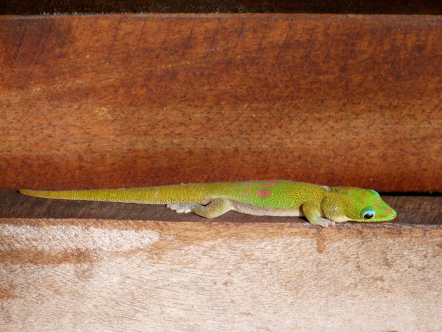 Goudstofdaggekko (Phelsuma laticauda)