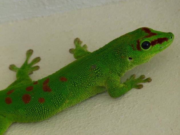 Reuze Madagaskardaggekko (Phelsuma madagascariensis grandis)