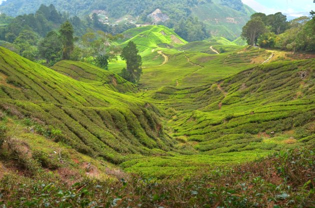 Theeplantage Cameron Highlands