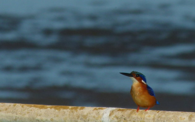 Madagaskar ijsvogel (Alcedo vintsioides)