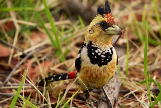 Crested Barbet