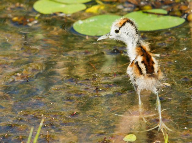 Baby Jacana