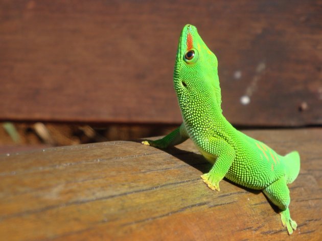 Fel groene lizzard 