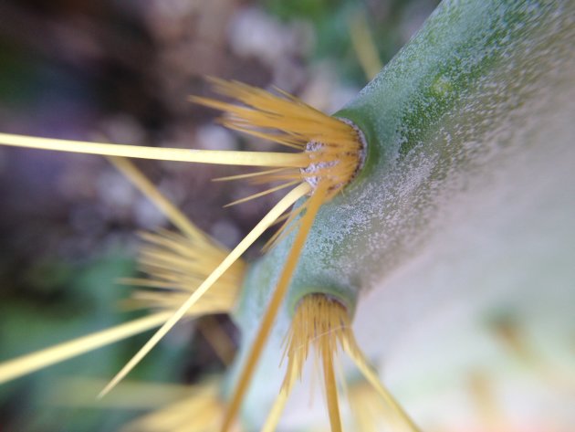 Close up van een vetplant bij het zwembad :) 