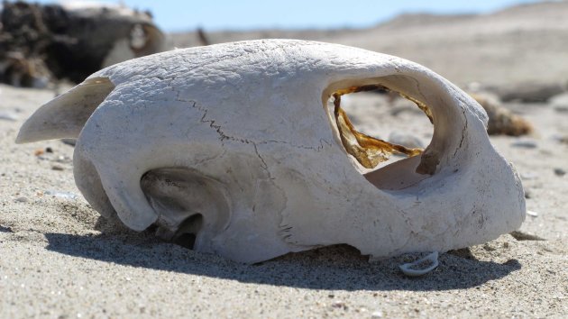 Zeeschildpadden Oman