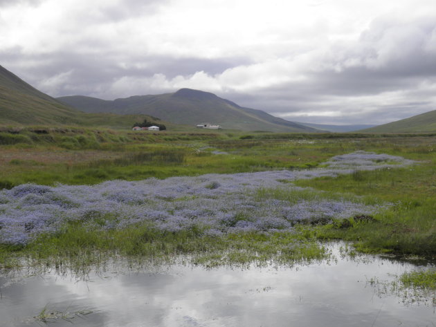 bloemenpracht ïn IJsland