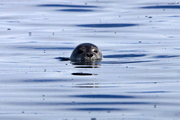 Robben,  zeehonden en een trol in Hindisvik