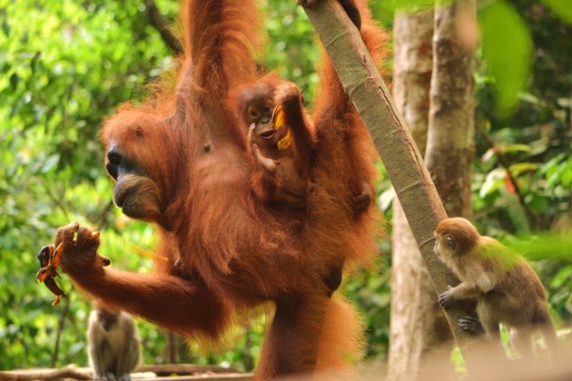 Magisch verschijnsel op Sumatra