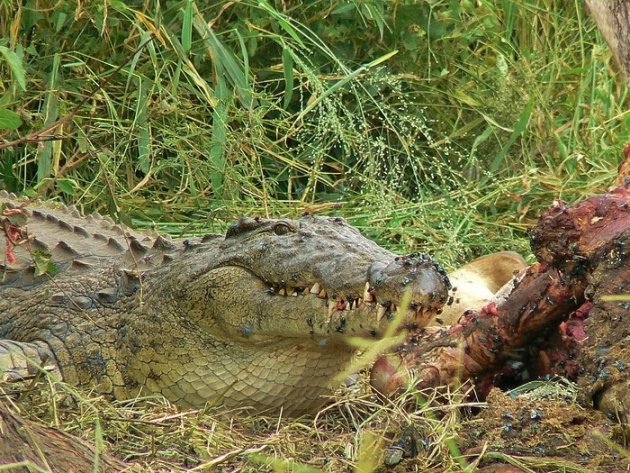 Krokodil bij Giraffe