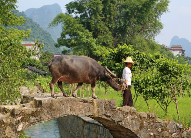 Buffel(en) in Yangshuo