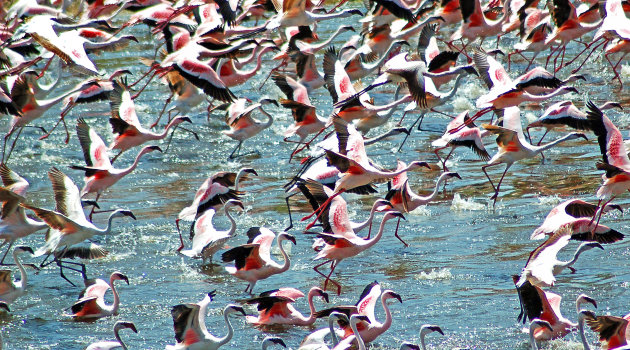 Een wolk flamingo's bij Lake Manyara