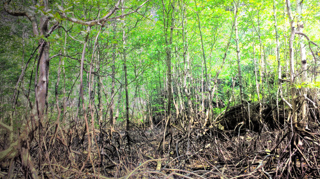 Mangrove met vleermuizen