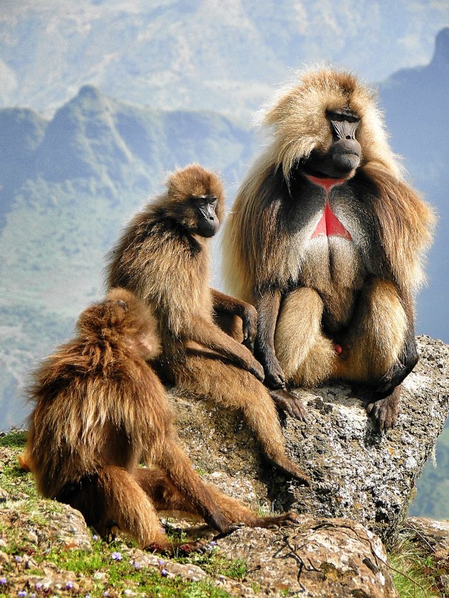 Gelada familie