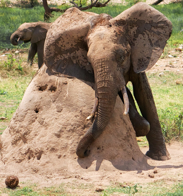 Olifant met jeuk misbruikt een termietenheuvel