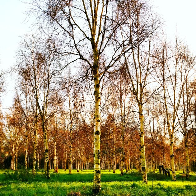 herfst kleuren