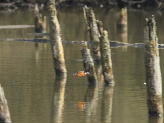 IJsvogel in vlucht 