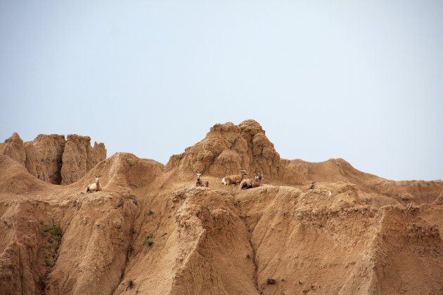 Badlands geiten