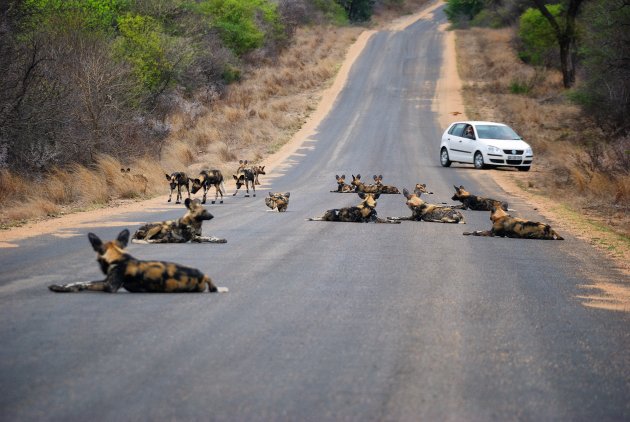 Afrikaanse wilde honden