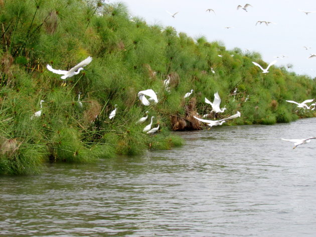 zilverreigers en papyrus