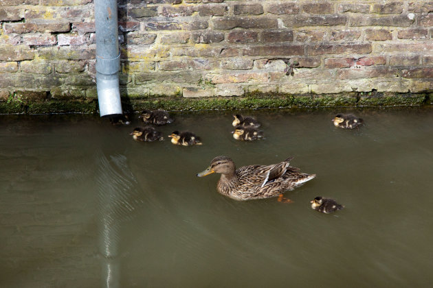 Eendjes in Utrecht