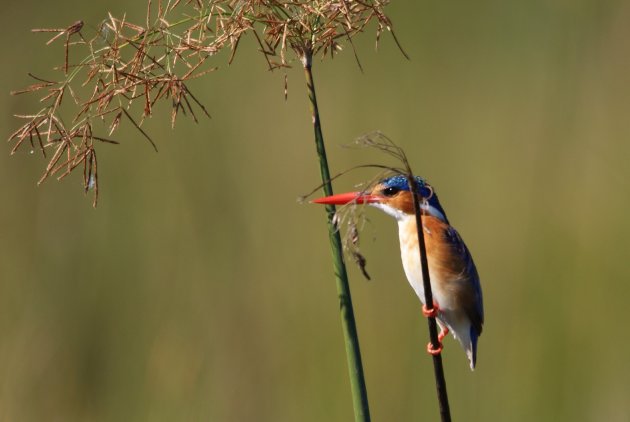 Wat een prachtig vogeltje....