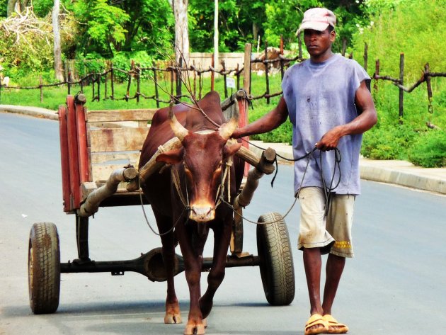 Span een zebu voor je kar