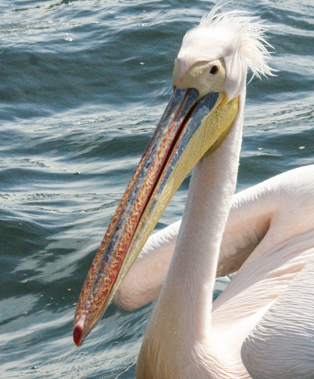 Pelikaan bij Pelican Point